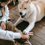 mit Hund im Zug reisen: Tipps und Erfahrungen
