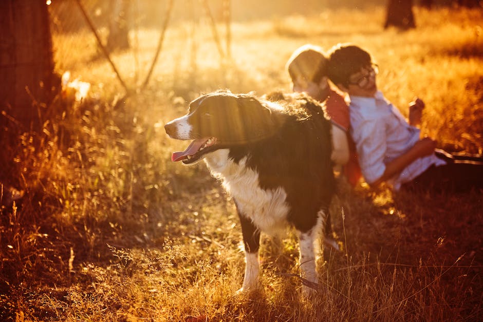 Hund nach Italien reisen Tipps und Hinweise beachten