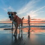 Hilfreiche Tipps für das Reisen mit Hund nach Italien beachten