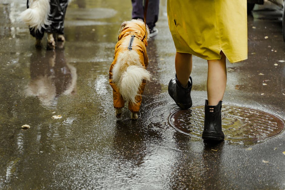 Mit dem Hund nach Mallorca reisen - sinnvoll oder nicht?