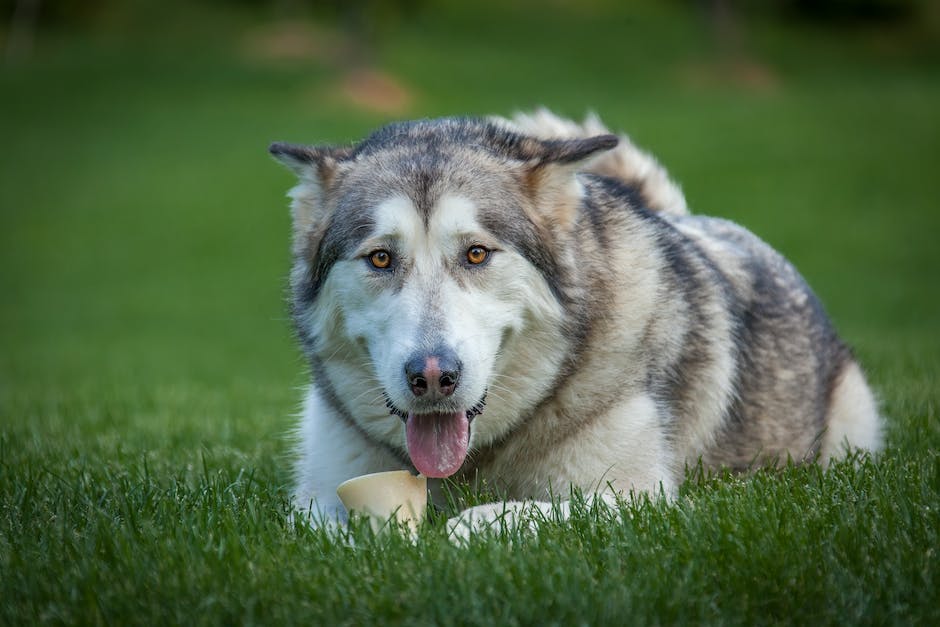  Polenreise mit Hund erleben