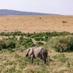 Afrika Reisezeit: wann man am besten fahren sollte