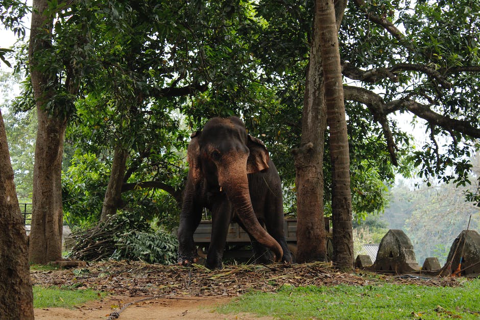  Sri Lanka Reisezeit - Wann ist die beste Zeit für einen Besuch?