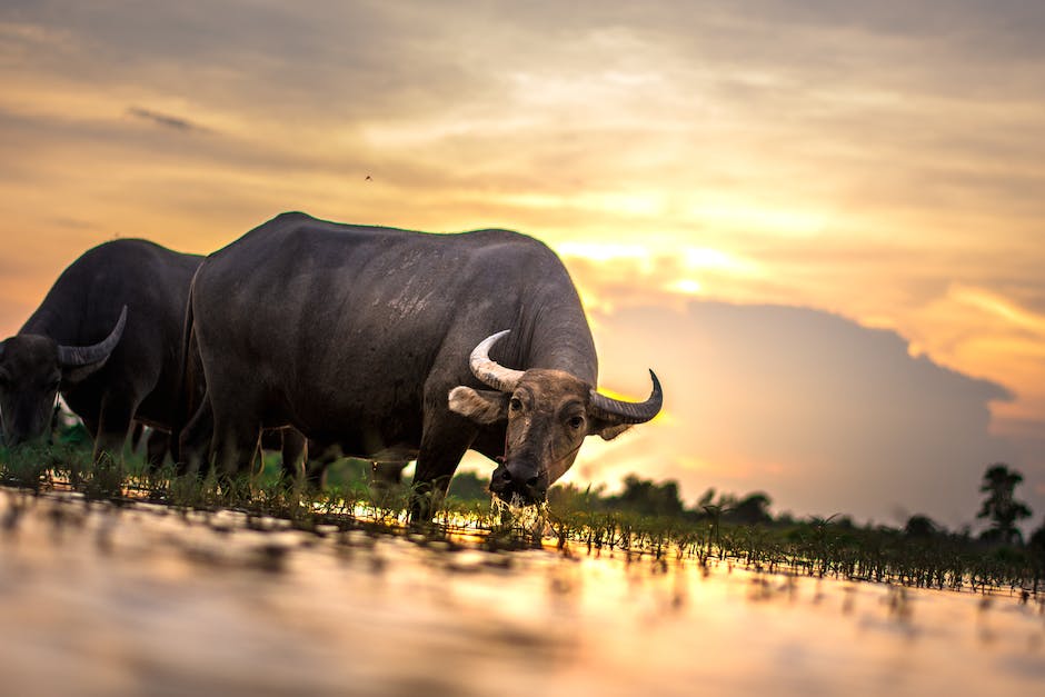 Zeitplan für das Reisen nach Thailand